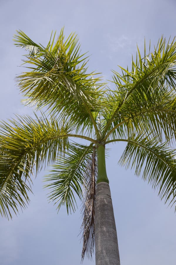 Areca palm royalty-vrije stock afbeeldingen