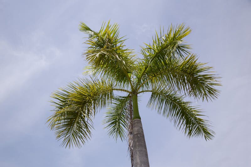 Areca palm stock foto
