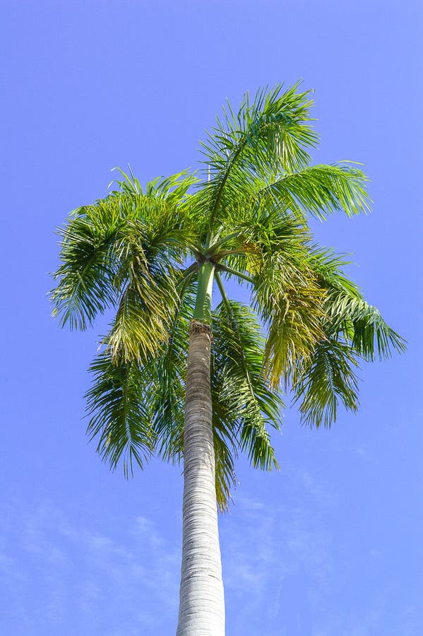 Areca palm in aardtuin royalty-vrije stock fotografie
