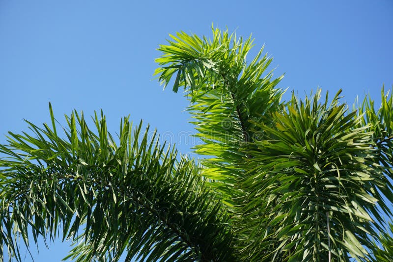 Arecapalmbladeren royalty-vrije stock foto