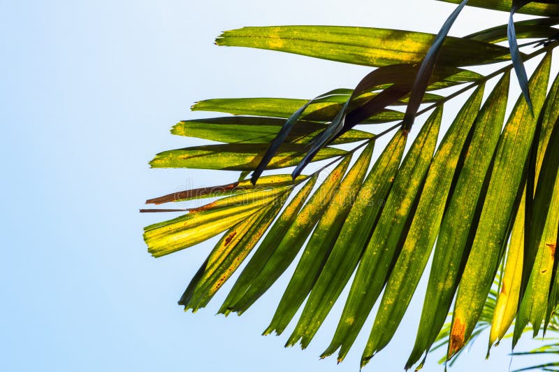 Areca-palmenbladeren royalty-vrije stock afbeeldingen