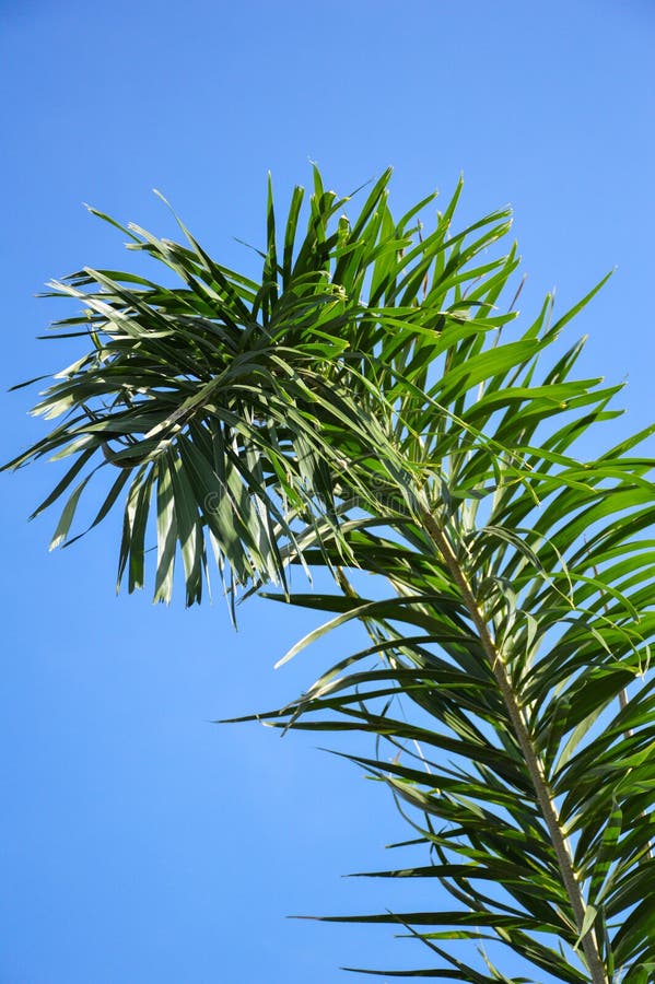 Areca palmbladen stock afbeelding