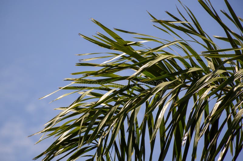 Areca-palmenbladeren royalty-vrije stock afbeelding