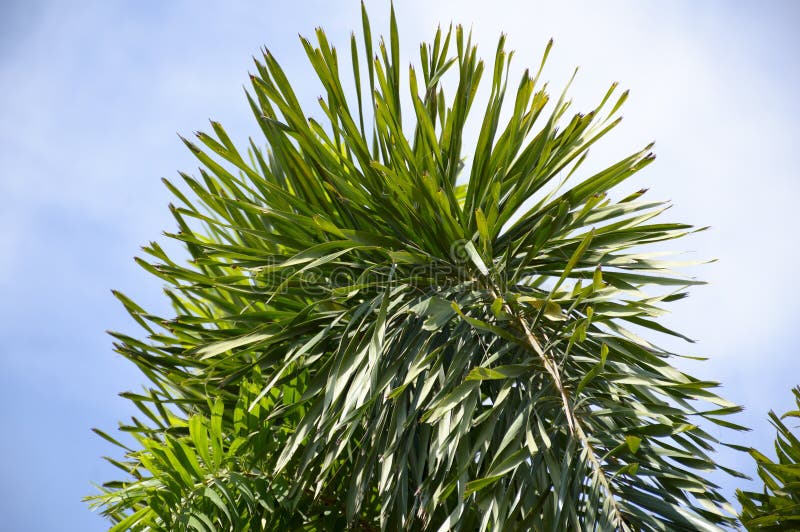 Areca palmbladen royalty-vrije stock afbeelding