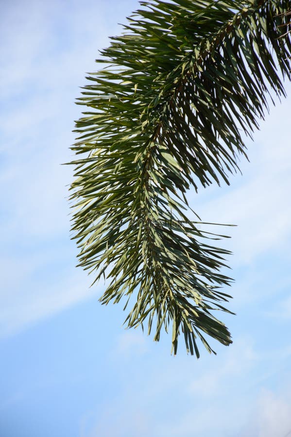Areca palmbladen royalty-vrije stock fotografie