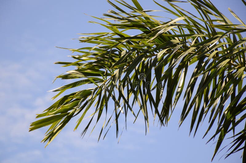 Areca palmbladen royalty-vrije stock fotografie