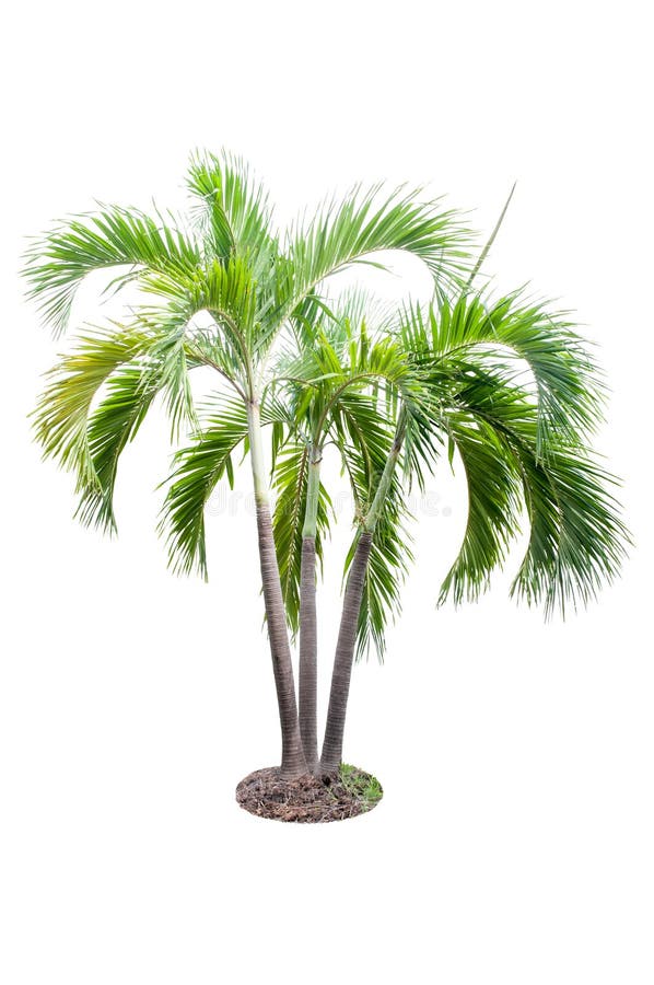 Areca palmboom geïsoleerd op witte achtergrond stock afbeelding