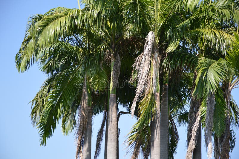 Arecapalm in natuurlijke tuin stock afbeeldingen