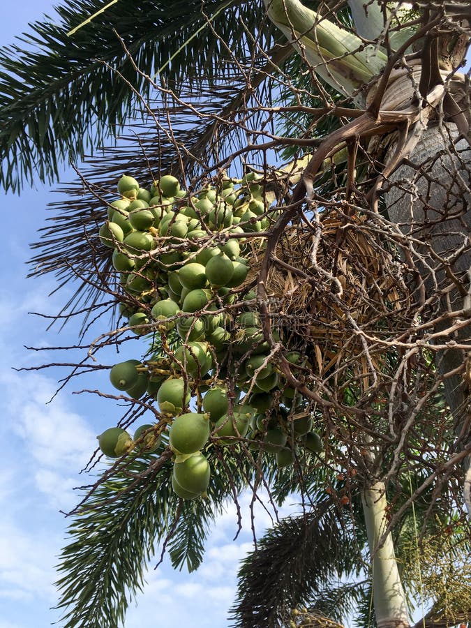 Areca palmfruit in aardtuin royalty-vrije stock afbeeldingen