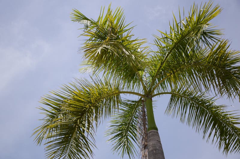 Areca palminstallaties stock foto's