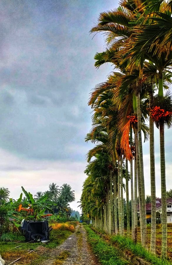 Areca tree morning blue sky green orange beautiful view stock image
