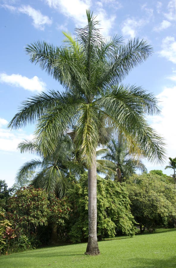 Arecanut tree, Maui stock photo. Image of arecanut, tropical - 35441992