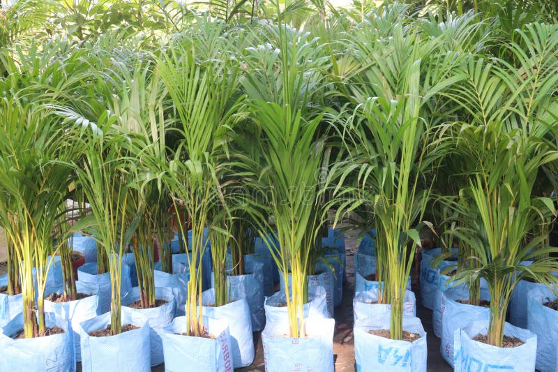 Arecapalm op de boerderij royalty-vrije stock foto's