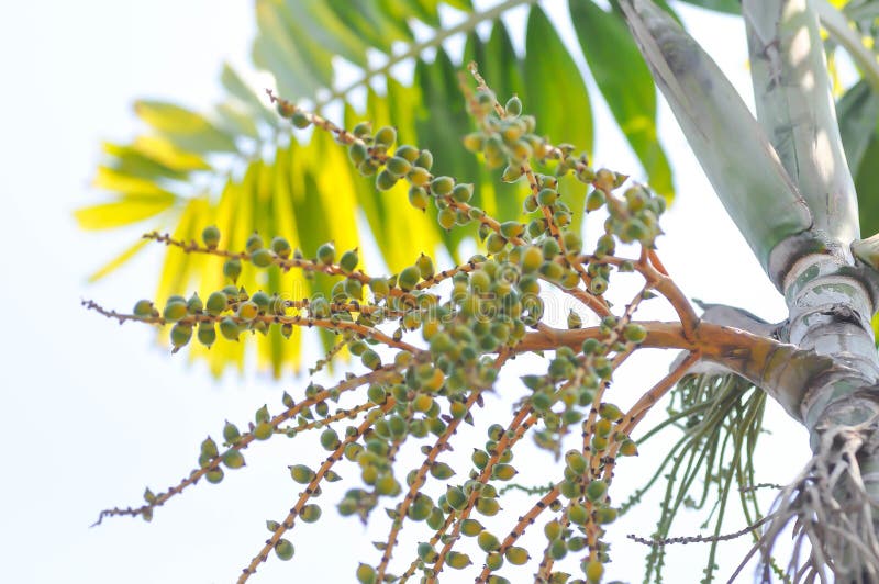 Arecapalm of zaad van Areca catechu L of ARECACEAE of zaad van arecapalm en lucht stock foto