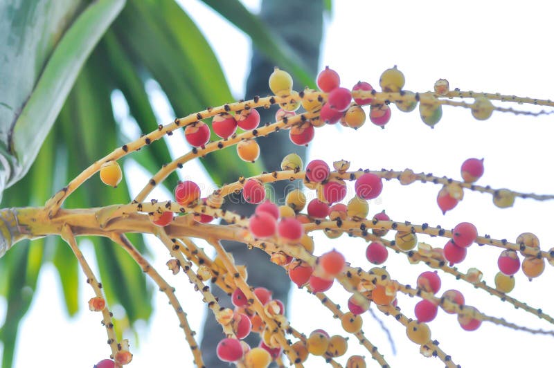 Arecapalm of zaad van Areca catechu L of ARECACEAE of zaad van arecapalm en lucht stock foto