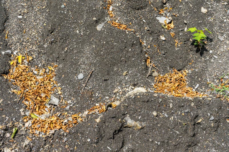 Areia cinzenta com algumas folhas amarelas imagem de stock