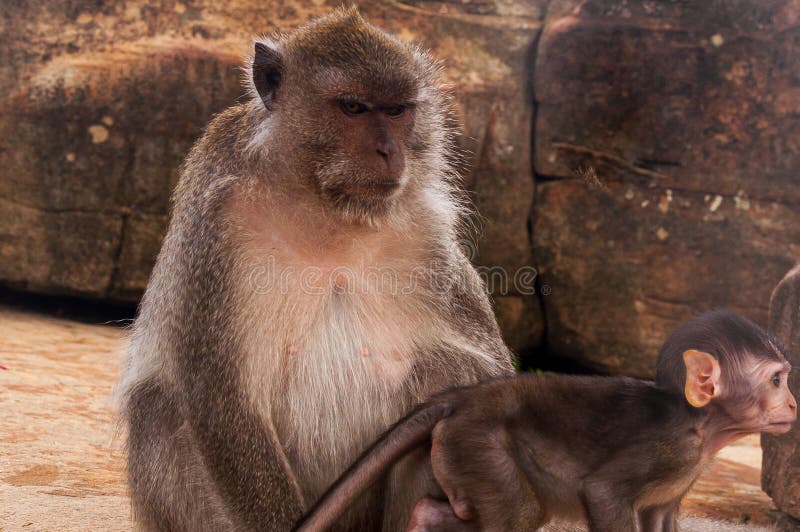 Arg mor och en rädd babyapa i en grotta som gömmer sig från faran i djungeln royaltyfri foto