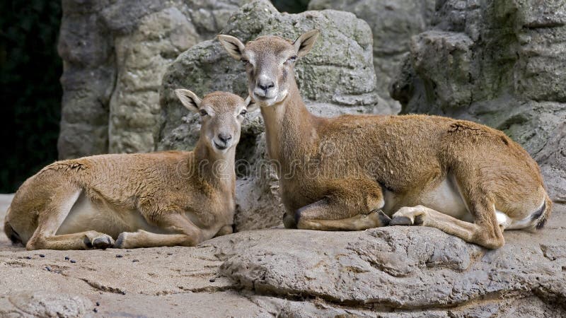 Argali 1