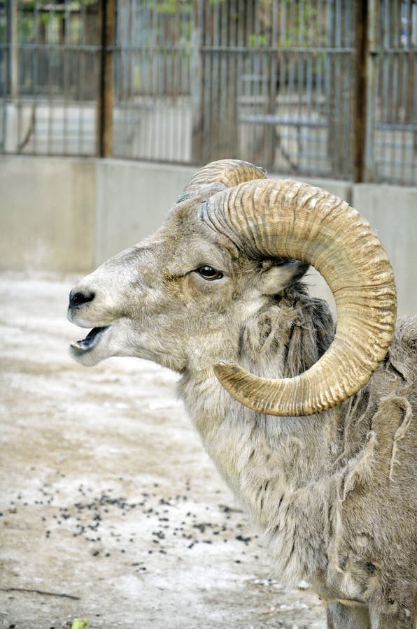 Argali