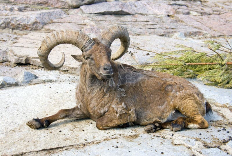 Argali artiodactyl ram mammal Bovid horn