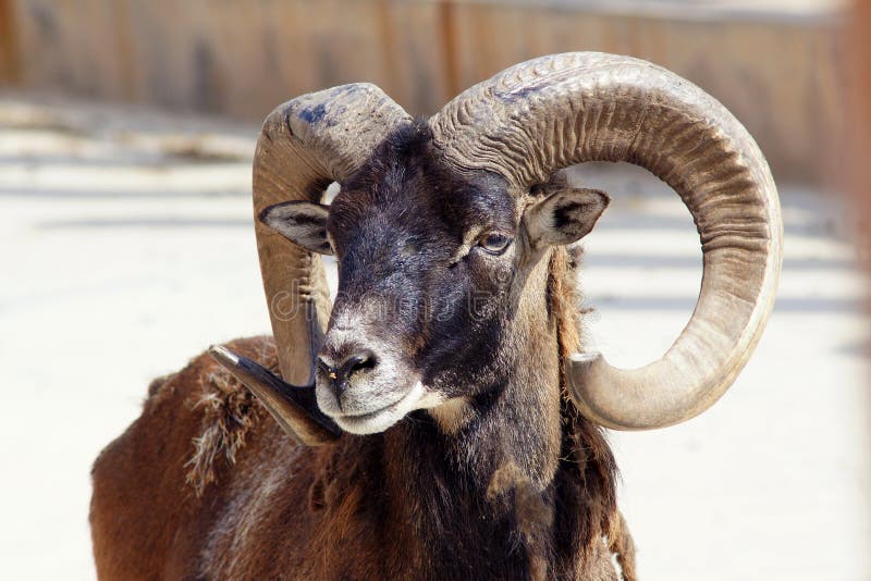 Argali