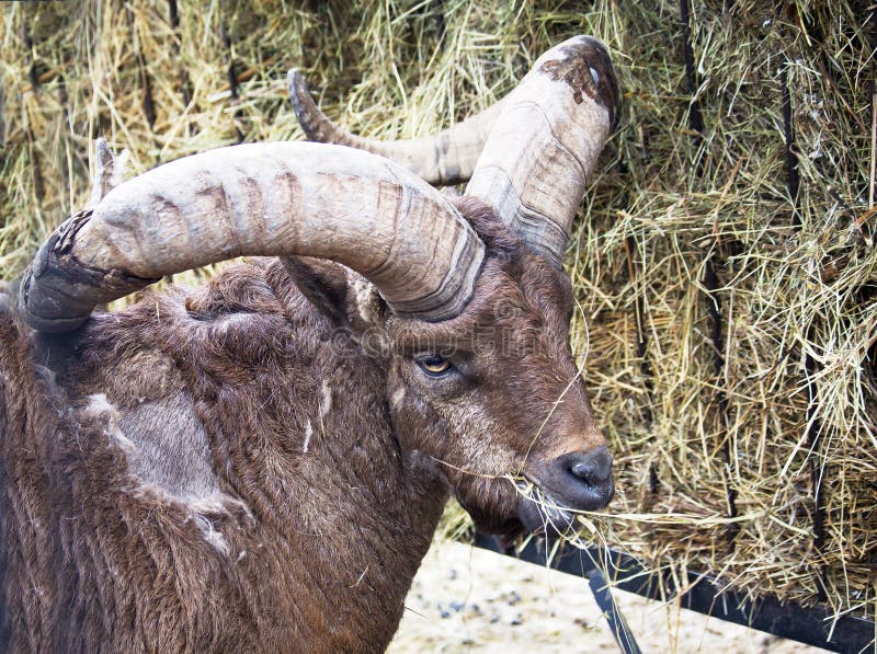 Argali