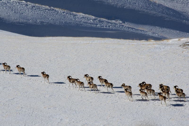 Argali Marco Polo. A flock of sheep Marco Polo in the Tien Shan mountains, in winter