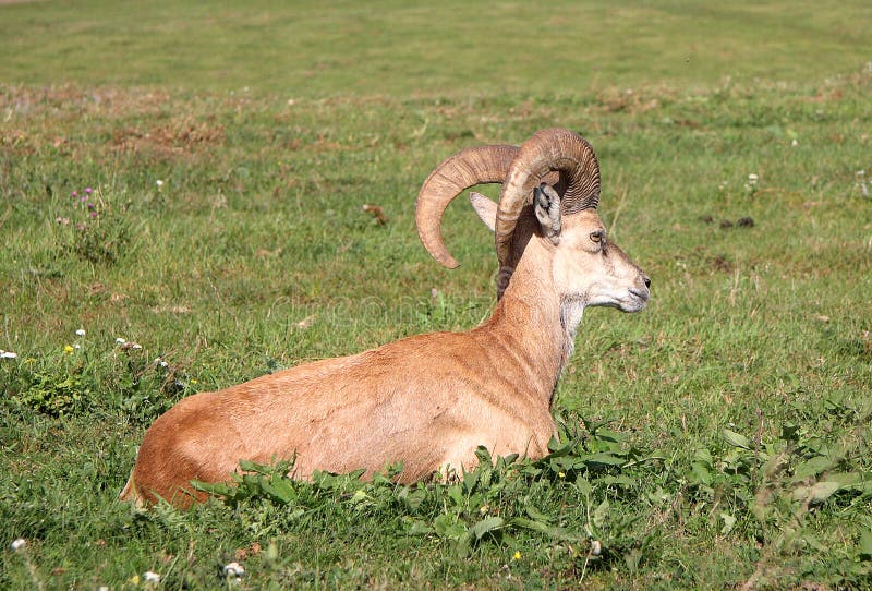 Montana aries descansa sobre el césped.