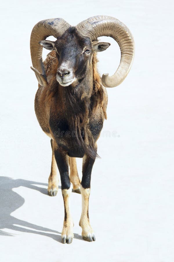 Argali sheep