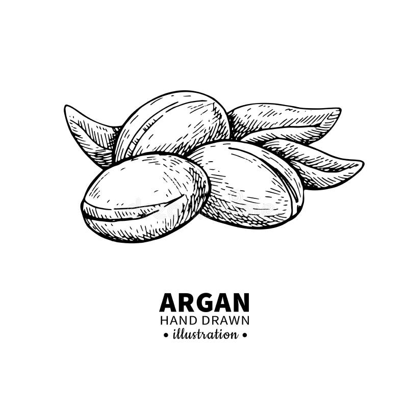 Argan wektoru rysunek Odosobniona rocznik ilustracja dokrętka org royalty ilustracja Argan wektoru rysunek Odosobniona rocznik ilustracja dokrętka org royalty ilustracja