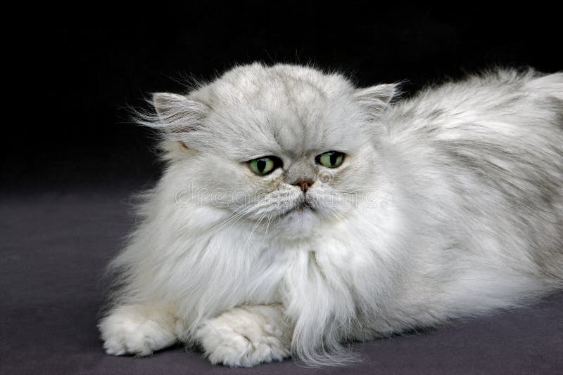 Silver Adulte Chat Persan Chinchilla Peur Image Stock Image Du Mensonge Indoors Silver Adulte Chat Persan Chinchilla Peur Image Stock Image Du Mensonge Indoors