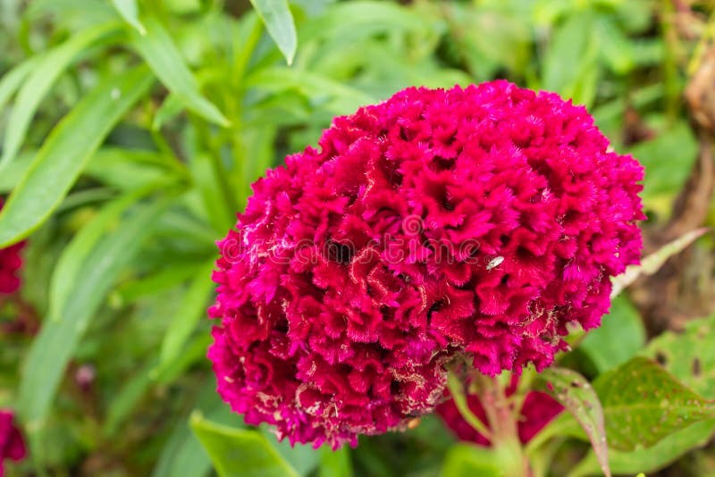 Argentea do Celosia no jardim fotografia de stock Argentea do Celosia no jardim fotografia de stock