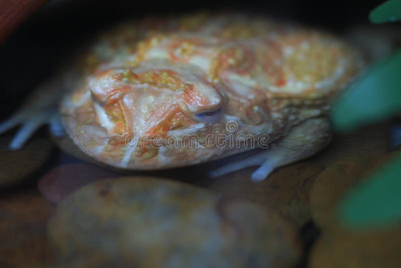 Argentina Horned Frog (Ceratophrys cranwelli ) royalty free stock photography