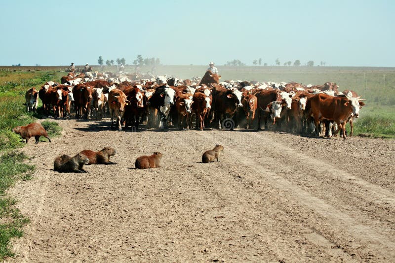 Argentina's Gaucho, Cattle Herding at an Estancia