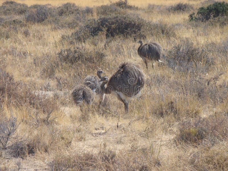 Argentinian smaller ostrich, parents and babies in their wild Patagonian environment. Rhea americana. Argentinian smaller ostrich, parents and babies in their wild Patagonian environment. Rhea americana