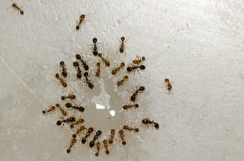 Argentine ants feeding on the remains of a liquid.