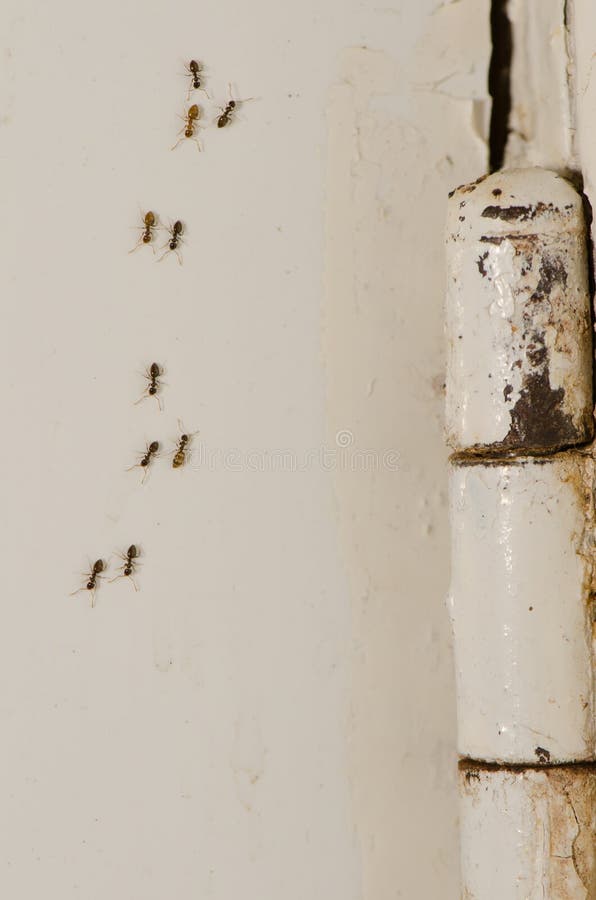 Argentine ants walking along a wall next to a door hinge.