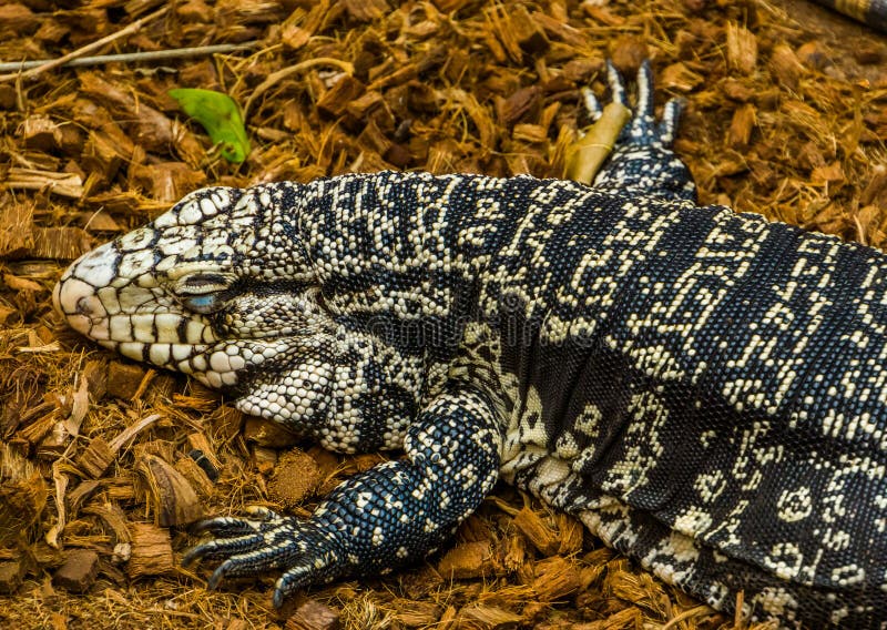 A Argentine giant tegu sleeping on the ground, big lizard from America, Reptile brumation, popular pet in herpetoculture