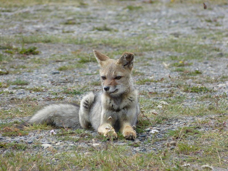 59,162 Fuchs Fotos Kostenlose und RoyaltyFree StockFotos von