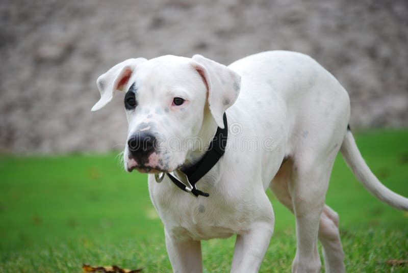 Argentinischer Mastiff stockbild. Bild von haustiere, legen 6471753