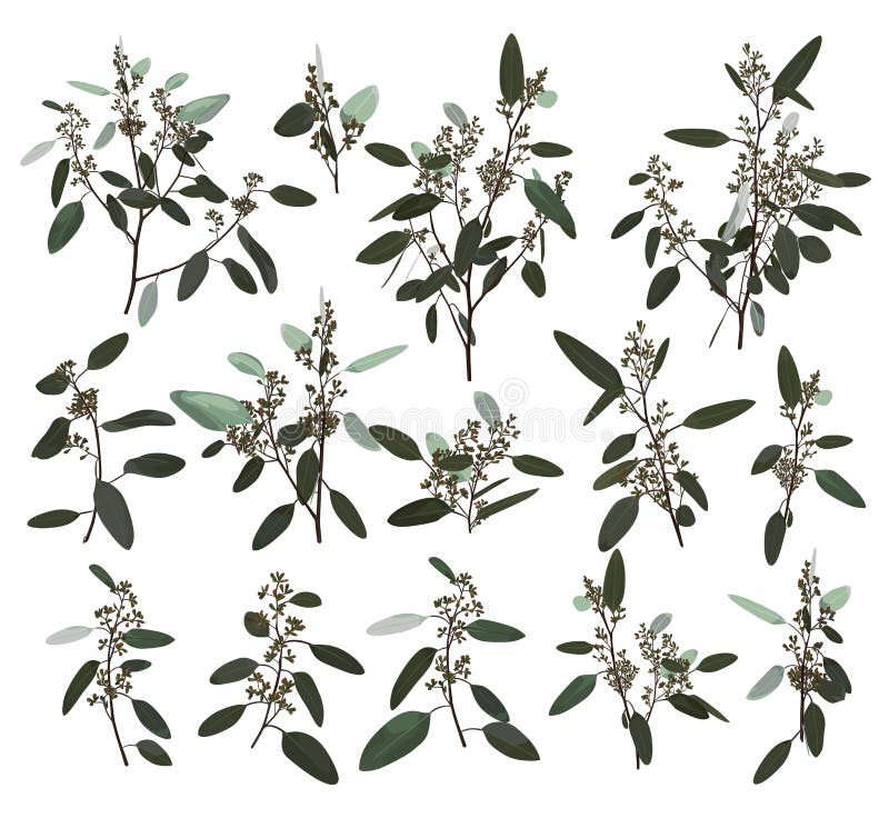 Argento dell'eucalyptus, zerin, cineraria, pianta, foglie naturali del fogliame dell'albero di gomma ed insieme di elementi tropi illustrazione di stock Argento dell'eucalyptus, zerin, cineraria, pianta, foglie naturali del fogliame dell'albero di gomma ed insieme di elementi tropi illustrazione di stock