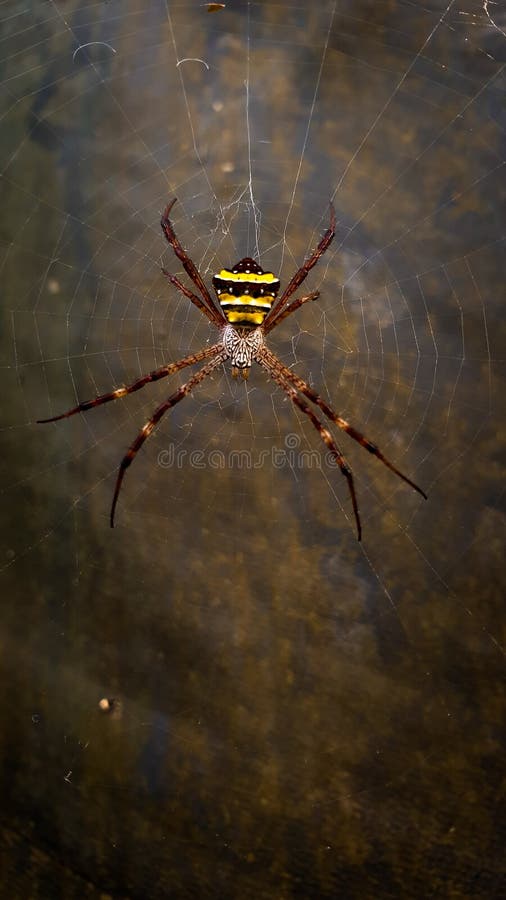 Argiope anasuja. Is a species of harmless orb-weaver spider found from the Seychelles to India, Pakistan and Sri Lanka, and in the Maldives stock photos Argiope anasuja. Is a species of harmless orb-weaver spider found from the Seychelles to India, Pakistan and Sri Lanka, and in the Maldives stock photos