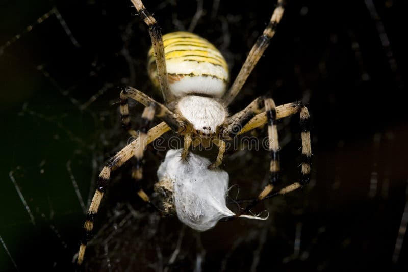 Argiope bruennichi