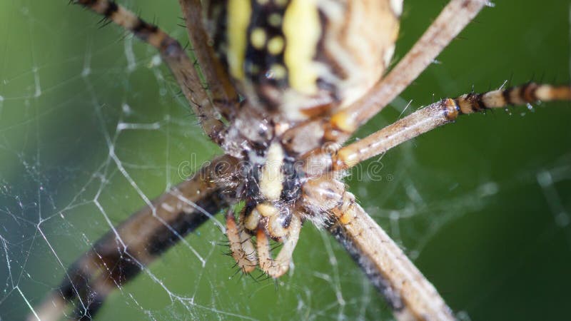 Argiope Bruennichi, or the wasp-spider, close-up in web waiting for food. stock photography Argiope Bruennichi, or the wasp-spider, close-up in web waiting for food. stock photography