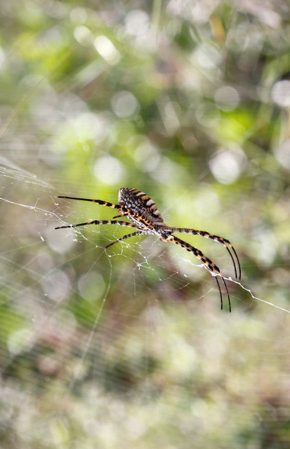 Argiope trifasciata spider standing on web. An argiope trifsciata mediterranean spider species stand on its web in a forest in the spanish island of mallorca royalty free stock images Argiope trifasciata spider standing on web. An argiope trifsciata mediterranean spider species stand on its web in a forest in the spanish island of mallorca royalty free stock images