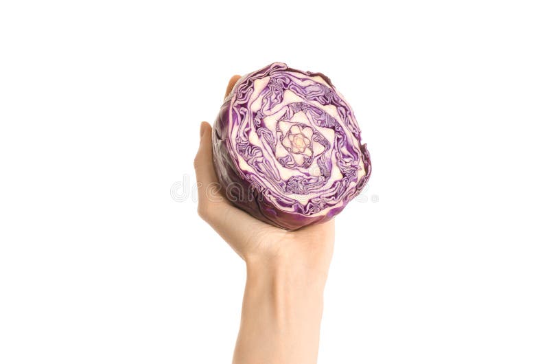 Argomento sano di dieta e di cibo: Mano umana che giudica una metà di cavolo rosso isolata su un fondo bianco nello studio, in pr fotografia stock