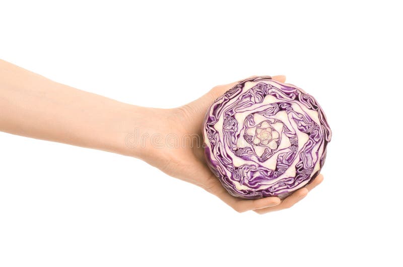 Argomento sano di dieta e di cibo: Mano umana che giudica una metà di cavolo rosso isolata su un fondo bianco nello studio fotografie stock