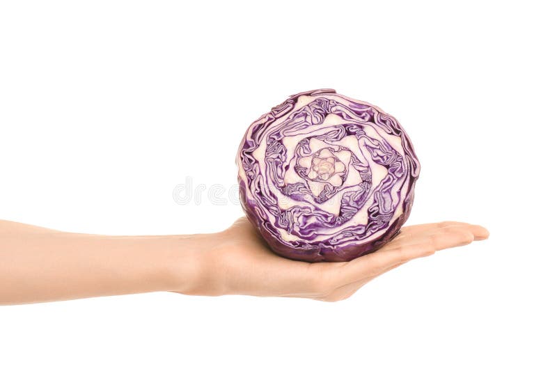 Argomento sano di dieta e di cibo: Mano umana che giudica una metà di cavolo rosso isolata su un fondo bianco nello studio immagine stock