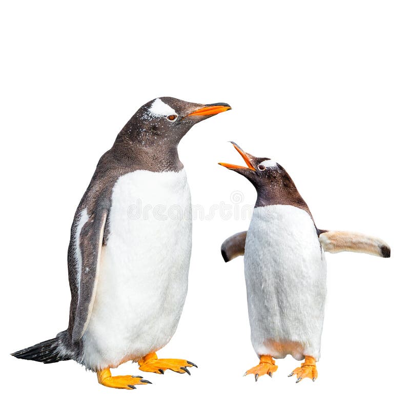 Argumentierung mit zwei Gentoo-Pinguinen lokalisiert am schwarzen Hintergrund, Spürhund-Kanal im Patagonia nahe Ushuaia, Argentin lizenzfreie stockbilder Argumentierung mit zwei Gentoo-Pinguinen lokalisiert am schwarzen Hintergrund, Spürhund-Kanal im Patagonia nahe Ushuaia, Argentin lizenzfreie stockbilder