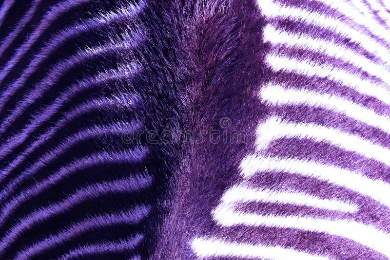 Arial close up view of a Zebra`s back